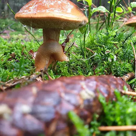 De Kleine Kriemelkuil Сasa de vacaciones *