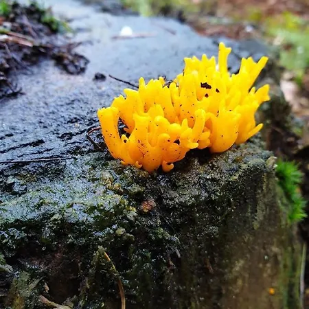 بيت للعطل De Kleine Kriemelkuil