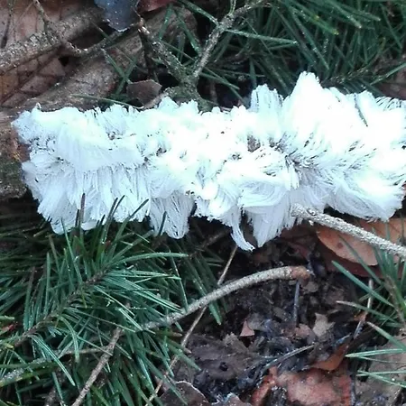 De Kleine Kriemelkuil Semesterbostad Ermelo