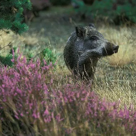 Semesterbostad De Kleine Kriemelkuil Ermelo