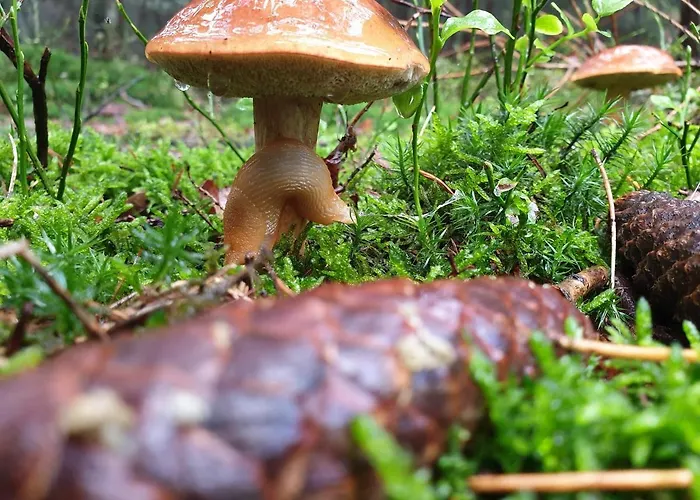 De Kleine Kriemelkuil بيت للعطل *