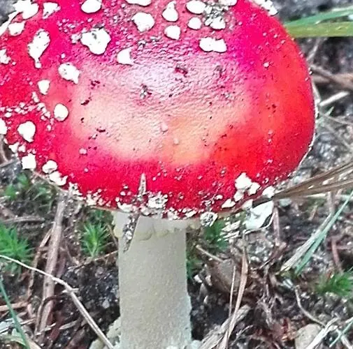 De Kleine Kriemelkuil