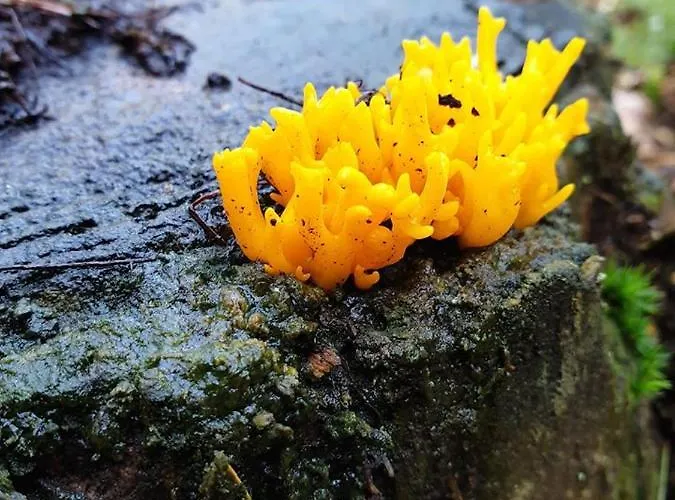 בית נופש De Kleine Kriemelkuil