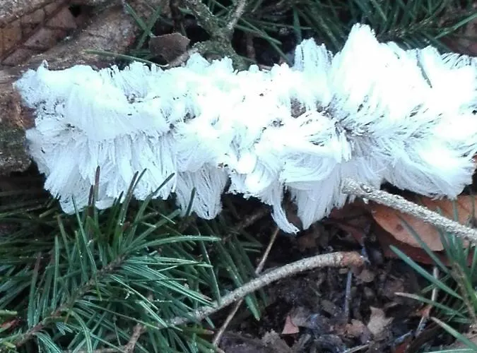 De Kleine Kriemelkuil בית נופש ארמלו