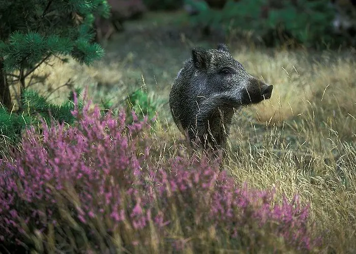 בית נופש De Kleine Kriemelkuil ארמלו